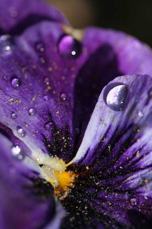 Виолаphoto preview