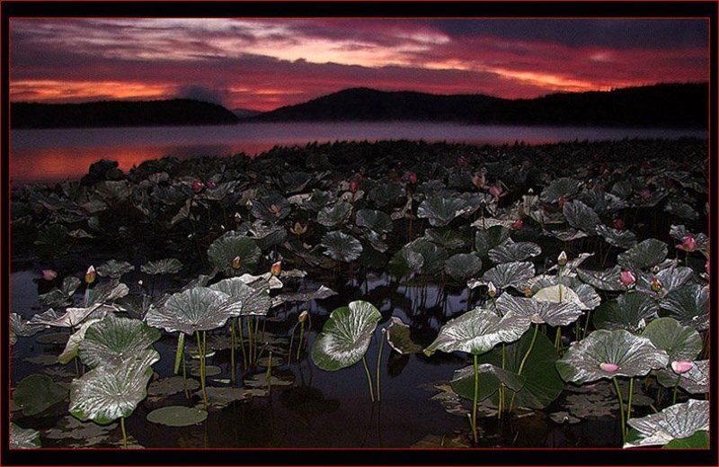 Спящие лотосы на зареphoto preview