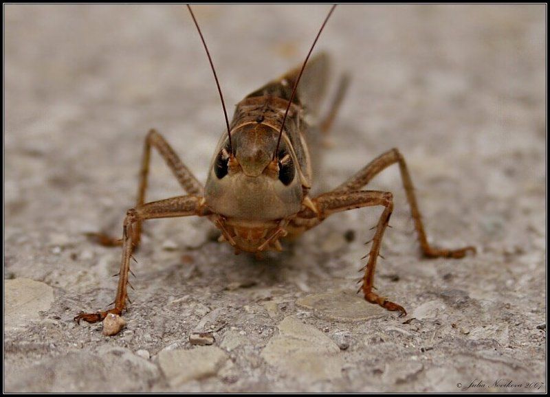 кузнечик Серьезный субъект)photo preview