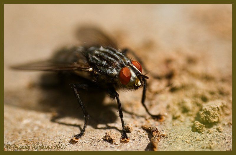 муха,макро,цокотуха,муха цокотуха Муха цокотухаphoto preview