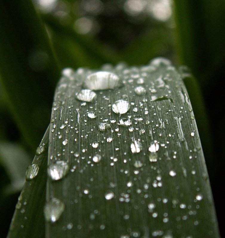 Язык природыphoto preview