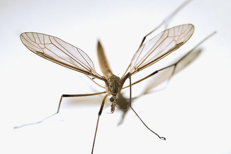 комар Комарикусphoto preview