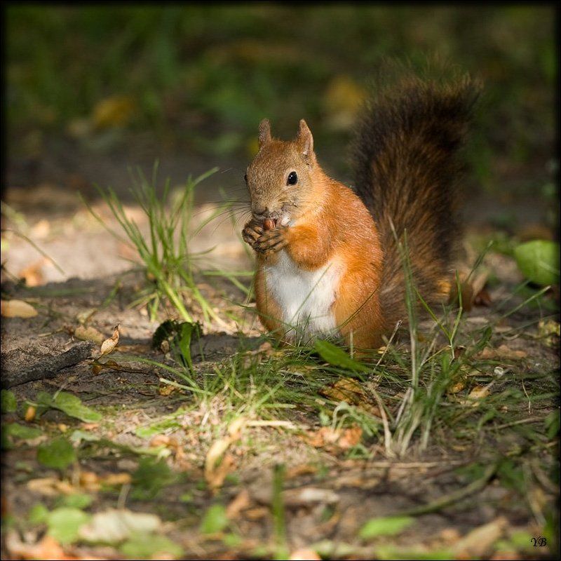 павловск, белка ***photo preview
