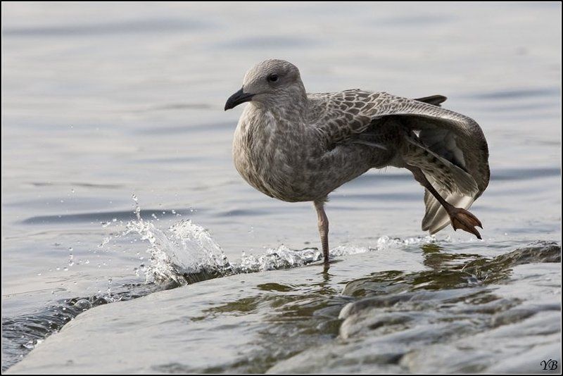 нева, чайка, утро, утренние потягуши...photo preview