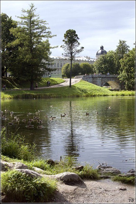 гатчина, парк, пруд, мост, утки ***photo preview