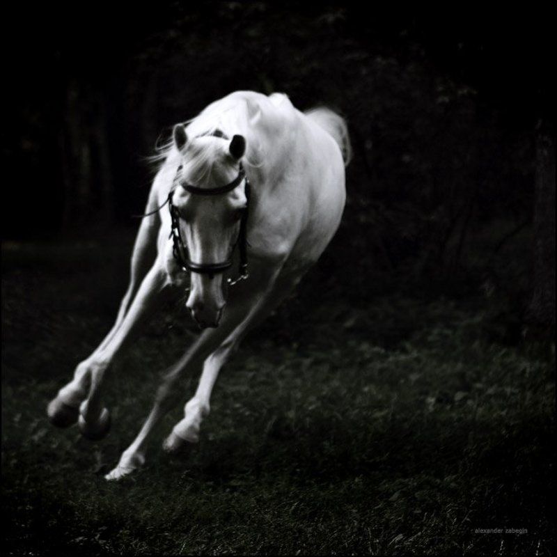 лошадь, лошади, конь, horses, horse, equi, zabegin about_dreamlandphoto preview