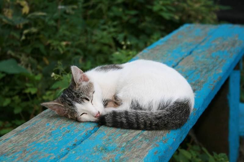 кошка Незнакомкаphoto preview