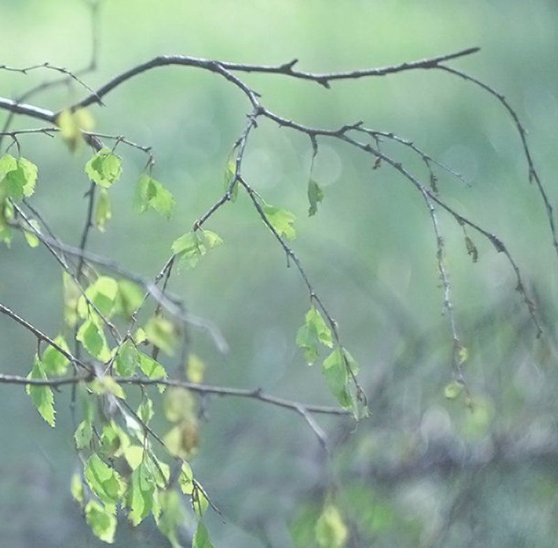 Молочная веснаphoto preview