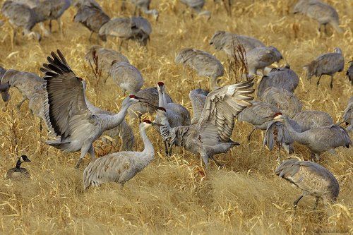 Конфронтация