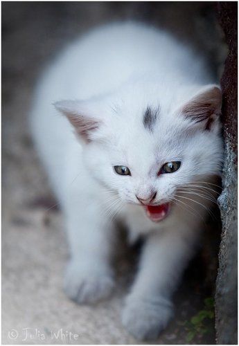 Маленький Воин