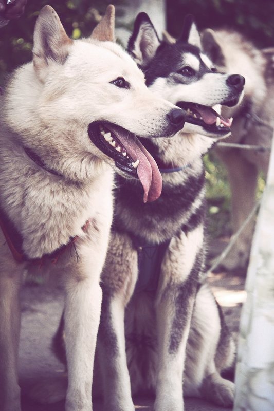 хаскиphoto preview