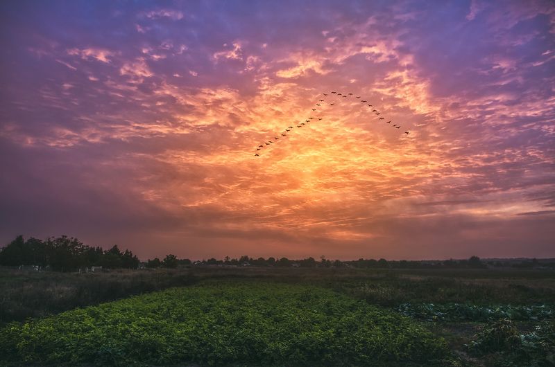 flock,birds,flight,sky,clouds,morning,glow,field,darkness ,autumn ,Russia  перелётные птицы..photo preview