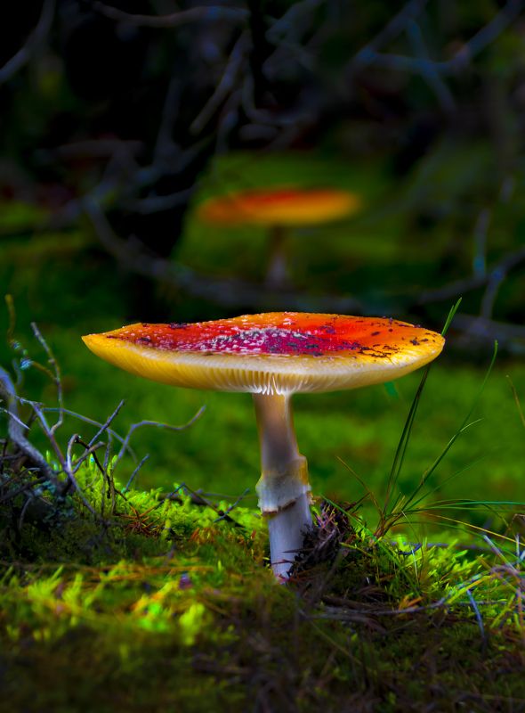 гриб, лес, утро Грибной сезон заканчивается. Выживает самый красивый ).photo preview