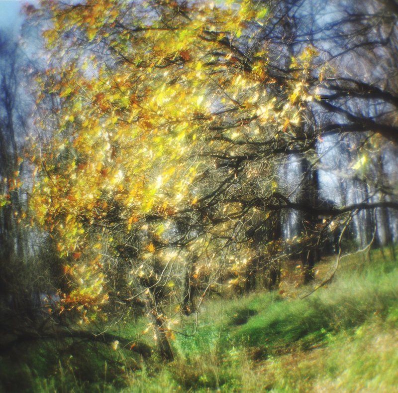 Склон и дубовые ветвиphoto preview