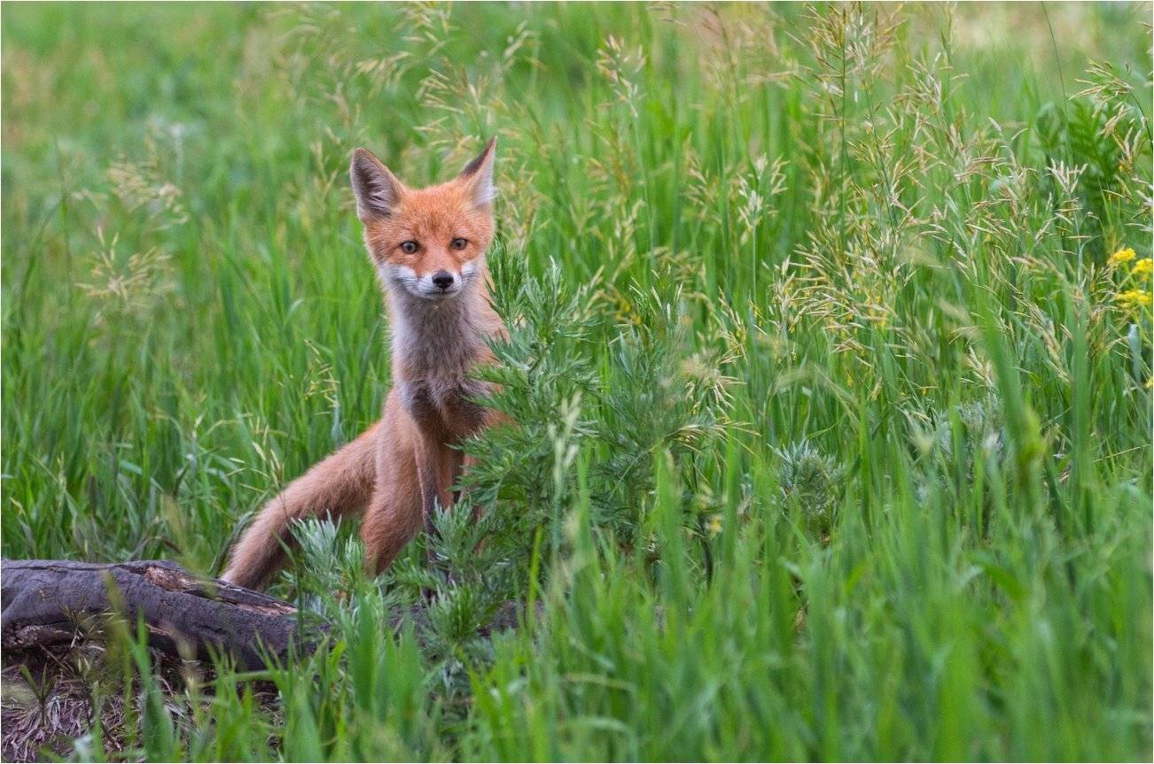, Руслан Сигушин