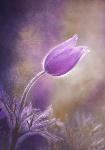 The beauty of the flowers