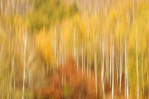 Variation of birch