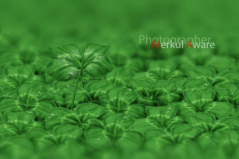 Four. Автор: Merkul aware four, merkul aware, merkul, aware, макро, клевер, фотошоп, Merkul aware