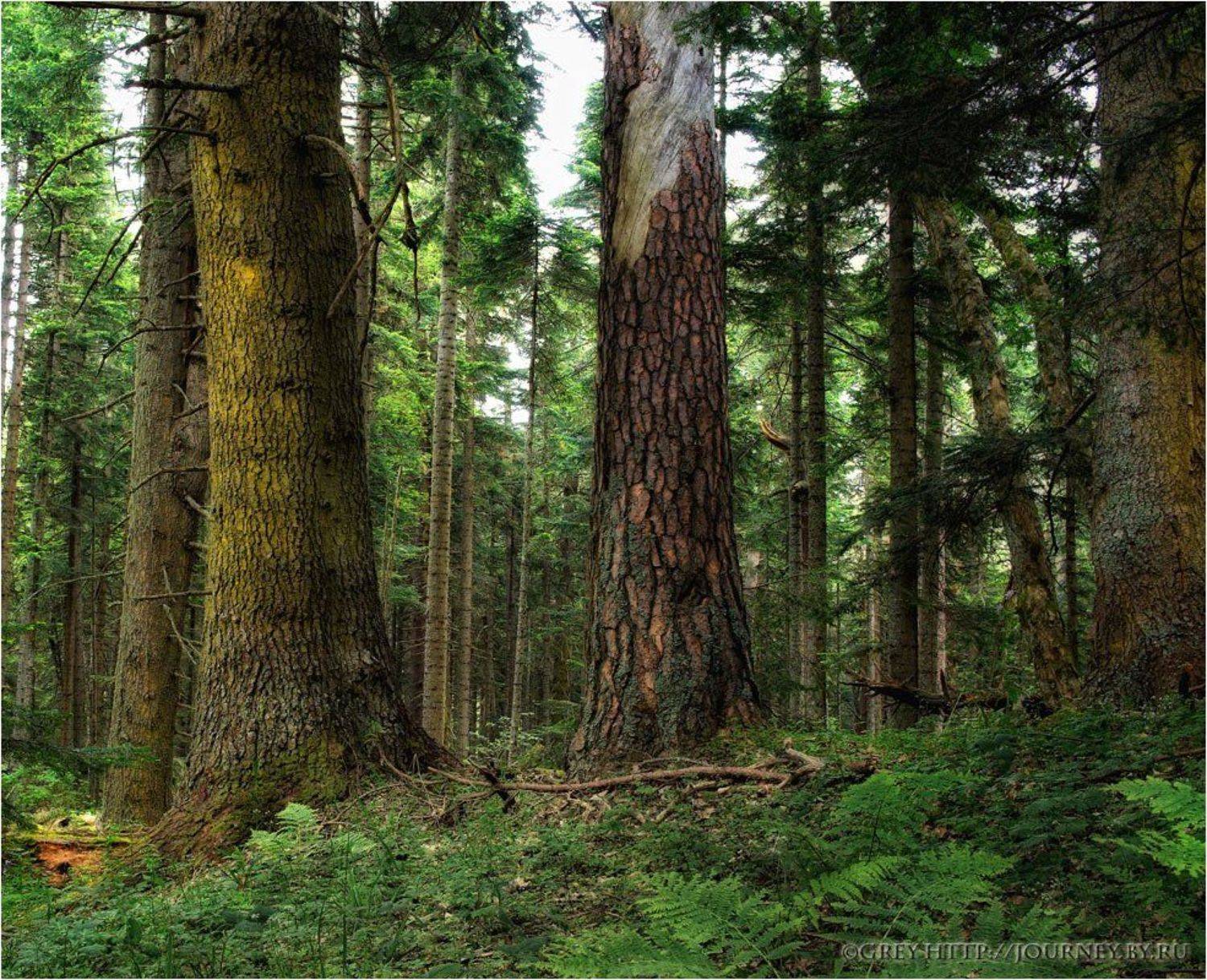 лес, чаща, деревья, заповедник, глушь, Сергей Павлов