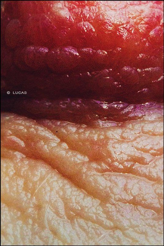 Marmalade ©photo preview