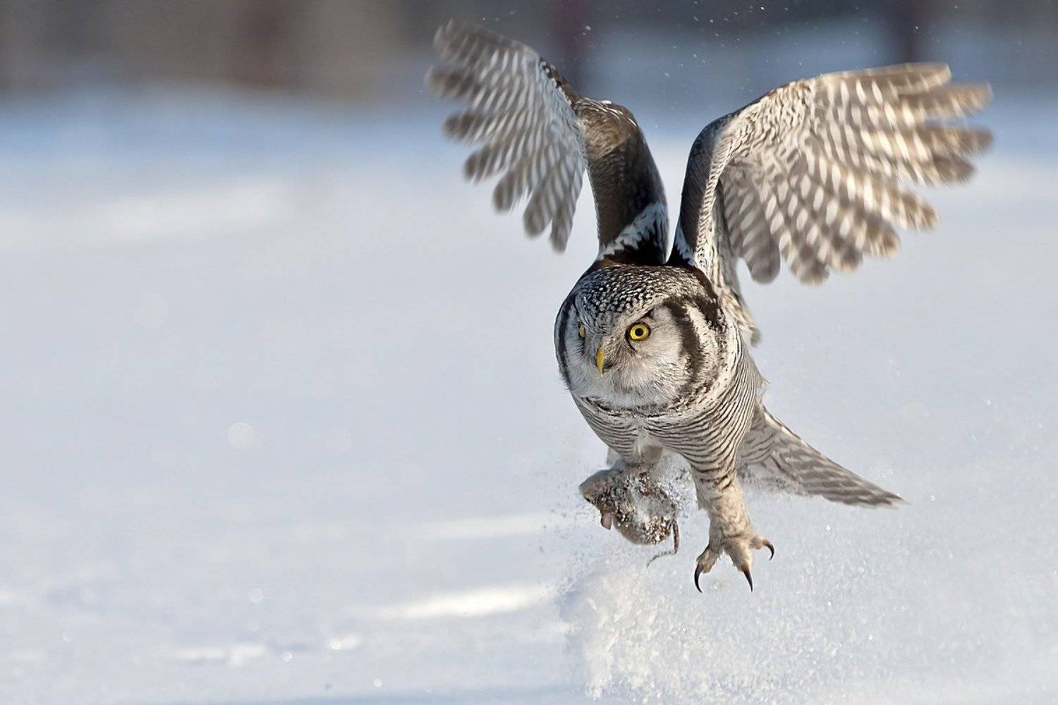 закон, Александр Маркелов