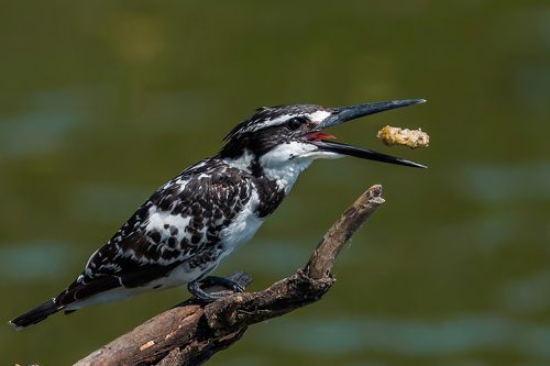 Wildlife of India