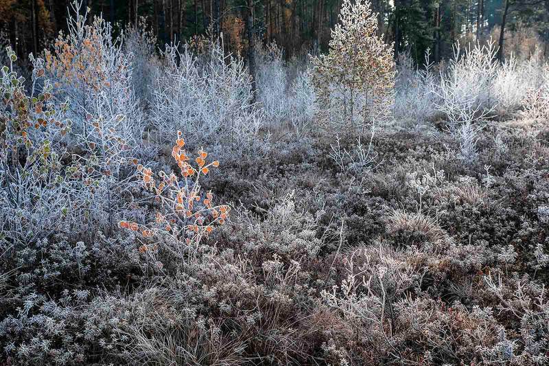 Цветные заморозкиphoto preview