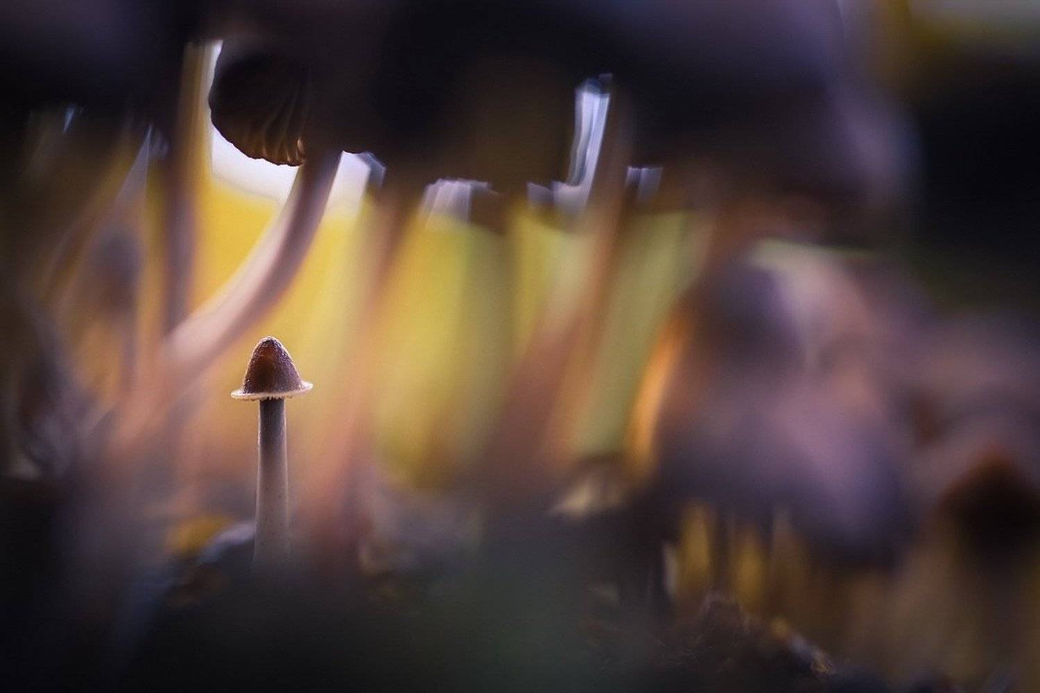 , Вячеслав Мищенко