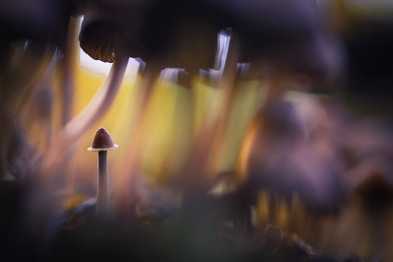 Небоскребы,небоскребы а я маленький такой...photo preview