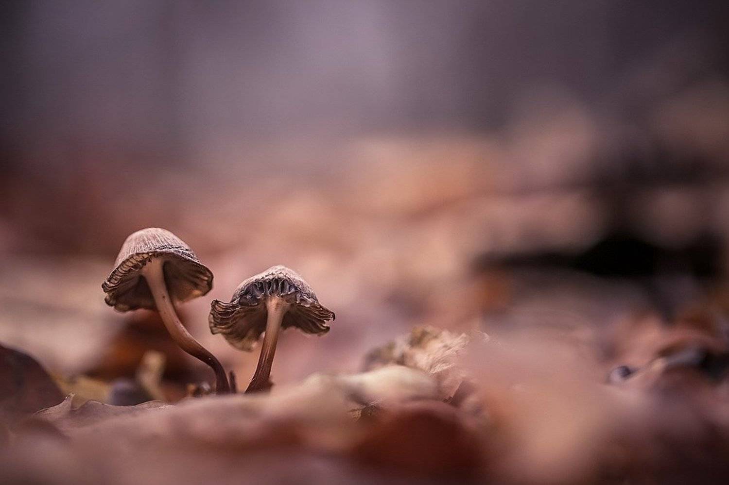 , Вячеслав Мищенко