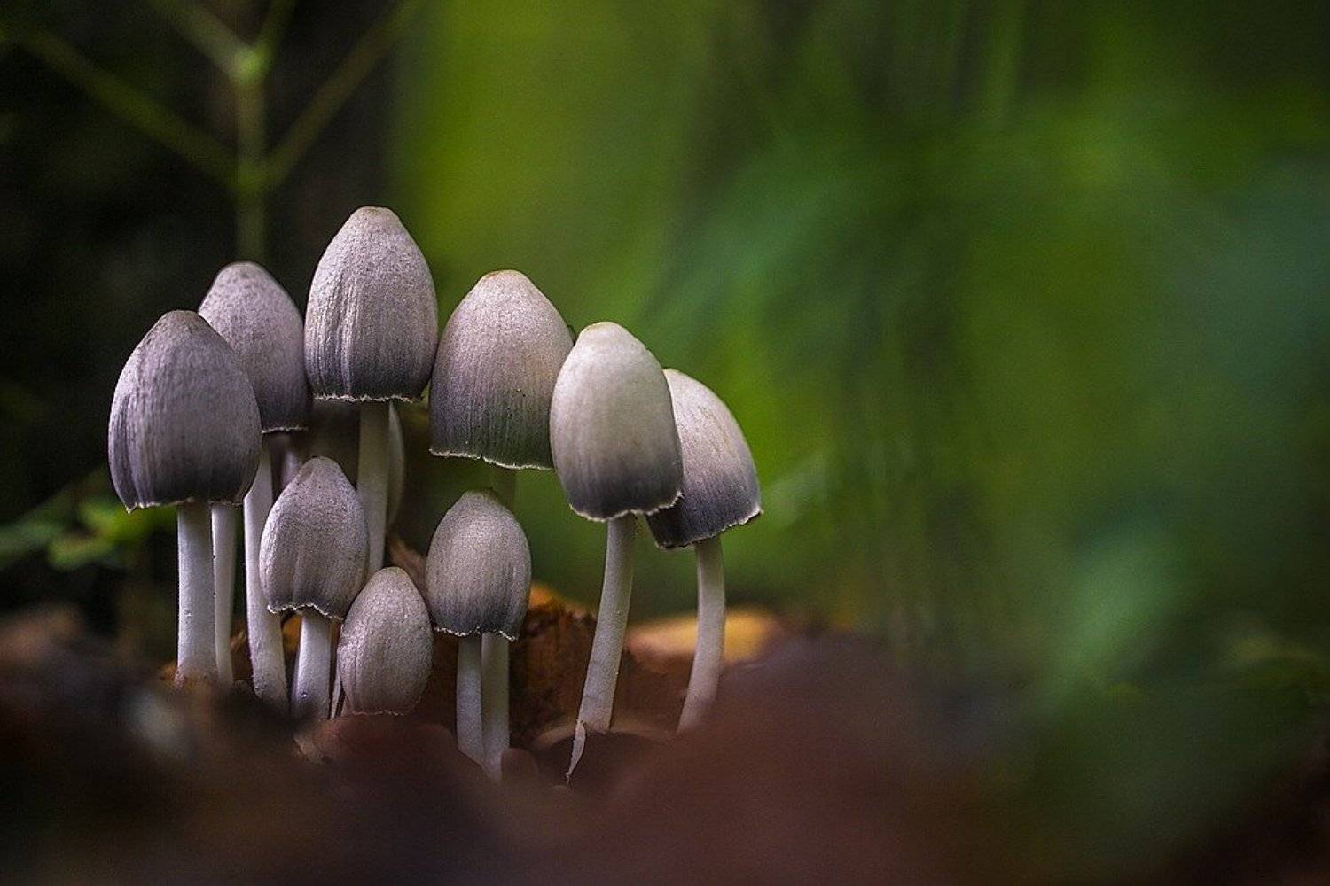 Хоббиты. Автор: Вячеслав Мищенко , Вячеслав Мищенко