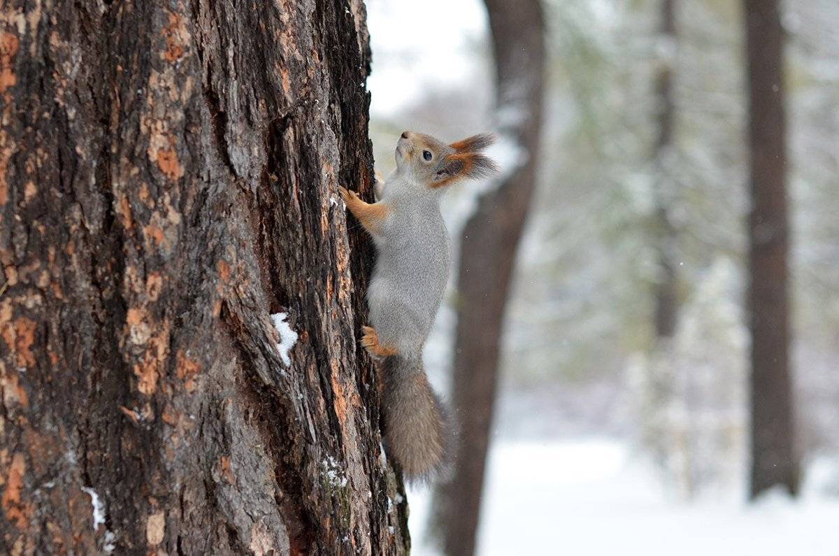 , Сильвана Спиридонова