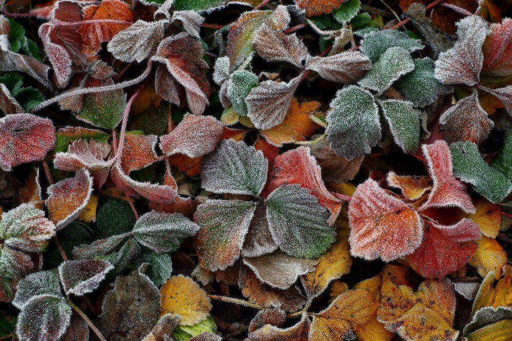 иней, клубника, мороз, осень, утро, Петриченко Валерий