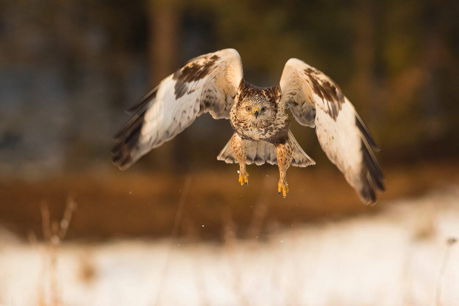 , Łukasz Sok&oacute;ł