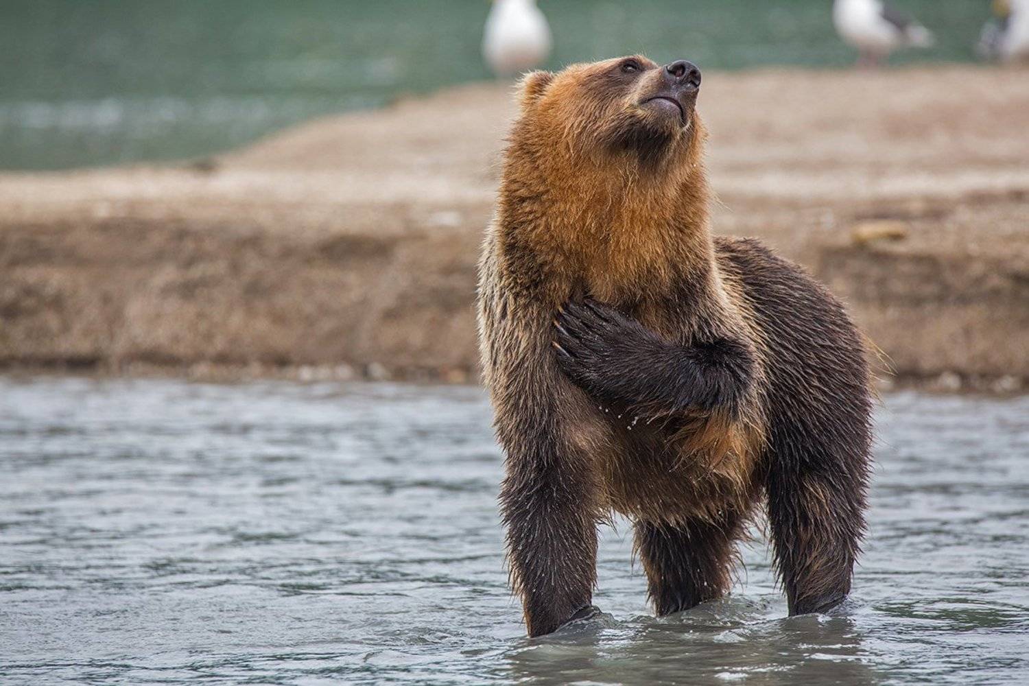 Ну я вас умоляю…. Автор: Денис Будьков камчатка, медведь, курильское, озеро, природа, животные, путешествие, фототур,, Денис Будьков