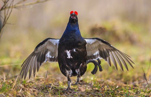 С песней по жизни!