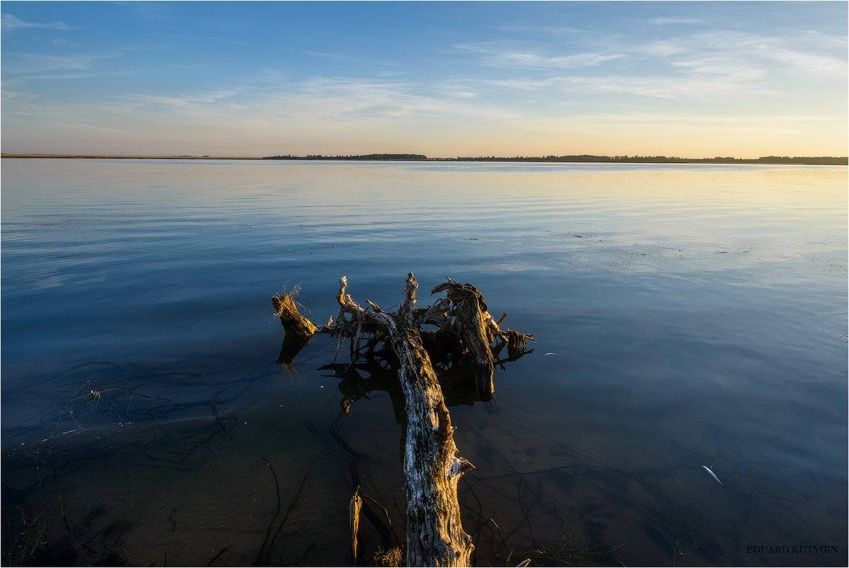 Летнее утро. Автор: Кутыгин Эдуард Щучье, Щучинский, Курганская, Песчанское, Большая Рига, Рига, мужчина, Кутыгин, летний пейзаж, озеро, коряга, Кутыгин Эдуард