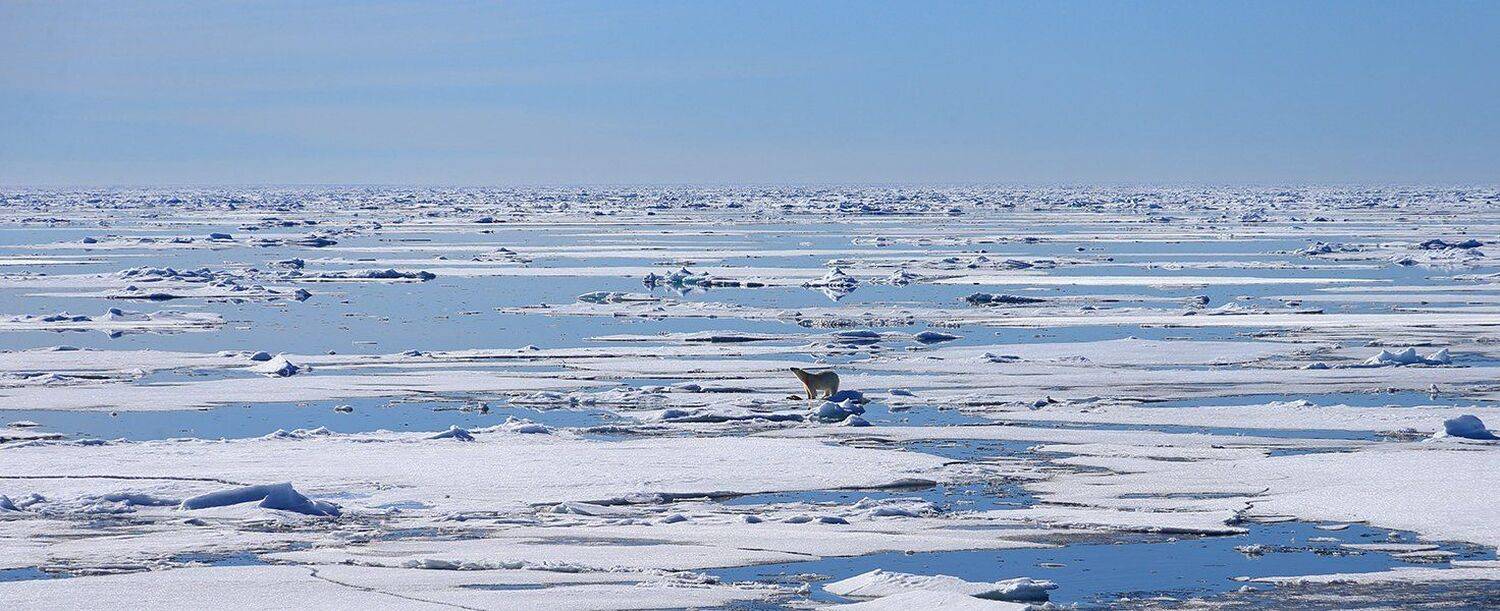 Автор: Андрей фотографандреевандрей, северныйполюс, northpole, арктика, arctic, ice, снег, лёд, круиз, expiditions, travel, белыймедведь, медведь, polarbear, животное, natgeowild, Андрей