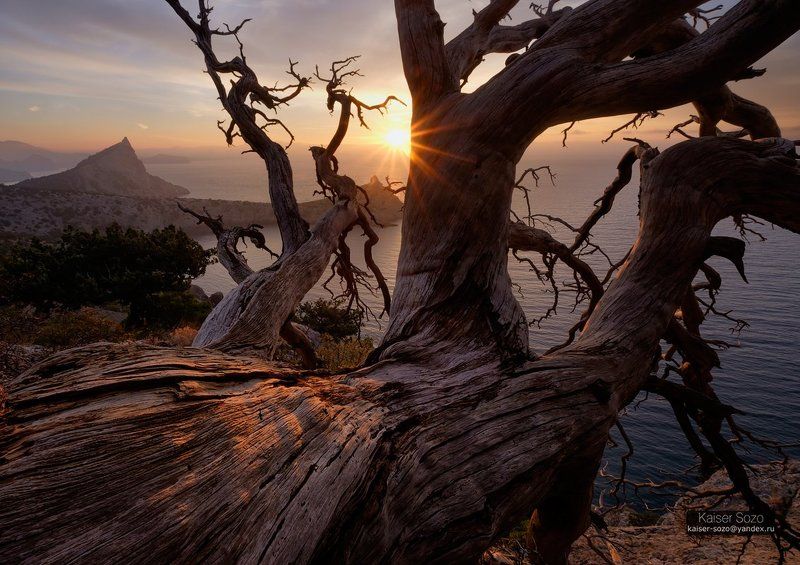 крым, капчик, мыс, можжевельник, сосна, дерево, ствол, рассвет Мёртвое дерево над обрывомphoto preview