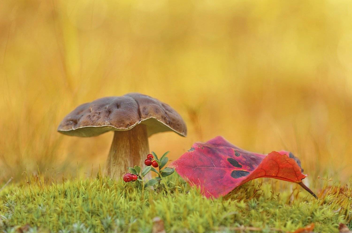 Боровик в лесу родился, вздернул шляпу, загордился. Автор: Александр Гвоздь грибы, Александр Гвоздь