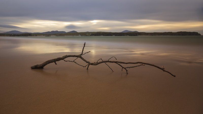 История одного дерева!photo preview