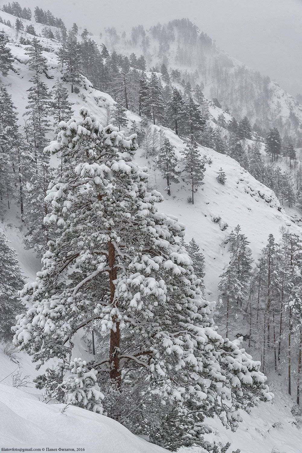 Заснеженные сосны. Автор: Павел Филатов алтай, altai, сибирь, siberia, pavel filatov, павел филатов, сосны, снег, зима, Павел Филатов