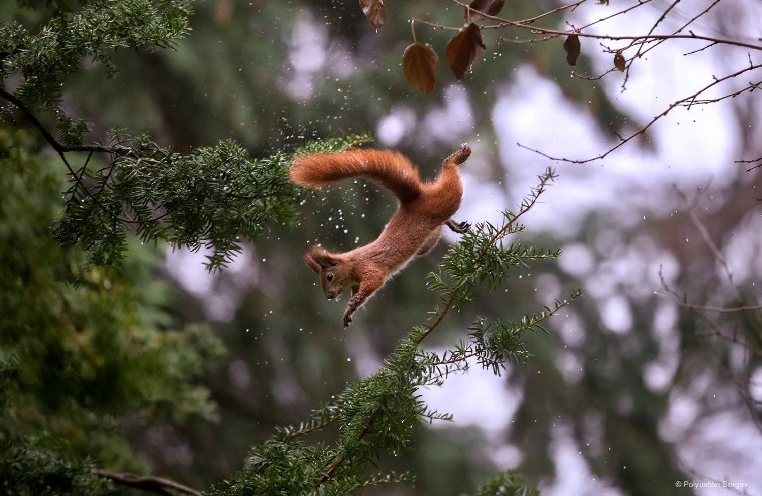 , Полюшко Сергей