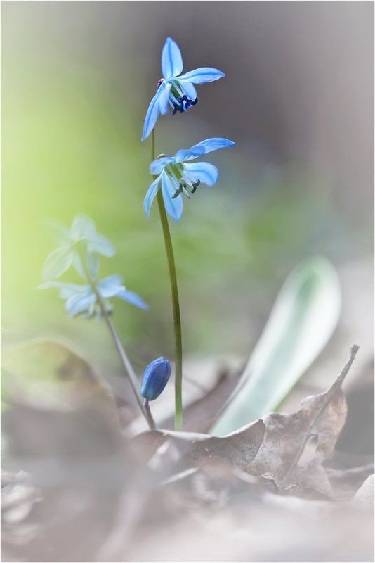 пролеска ***photo preview