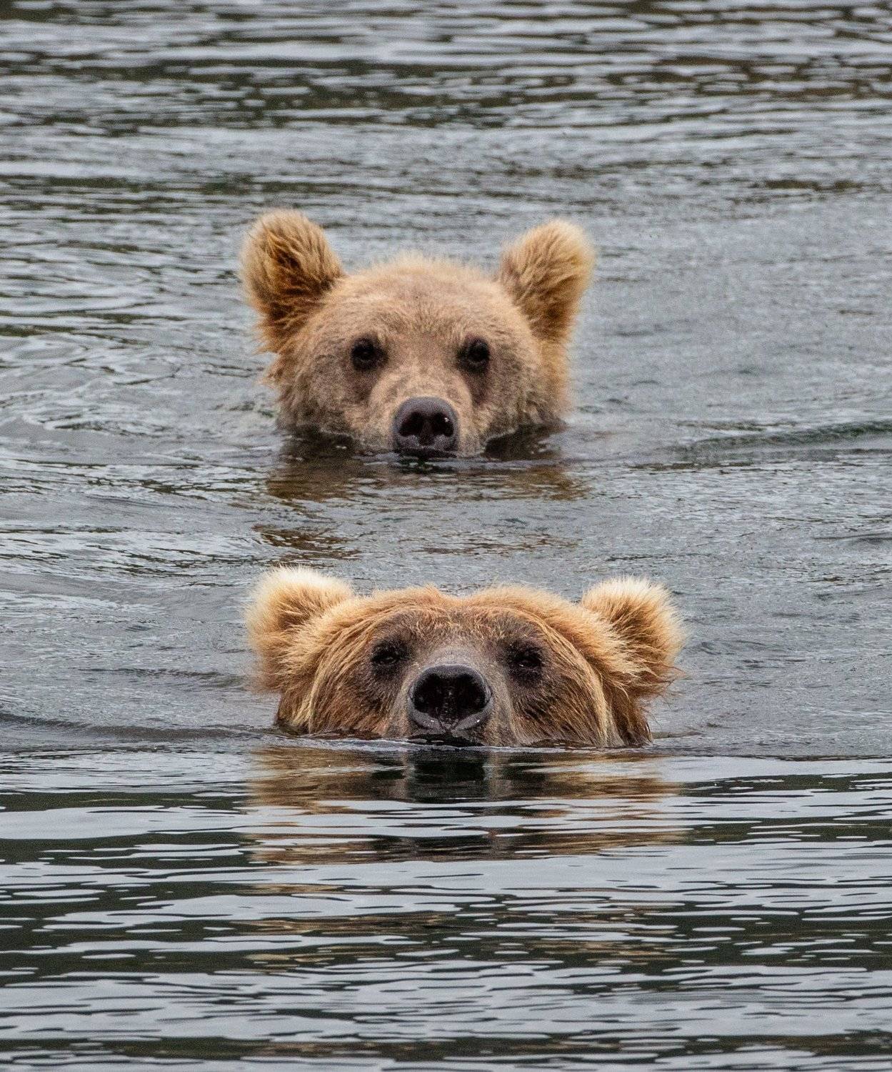 Медведи, Алексей Сулоев
