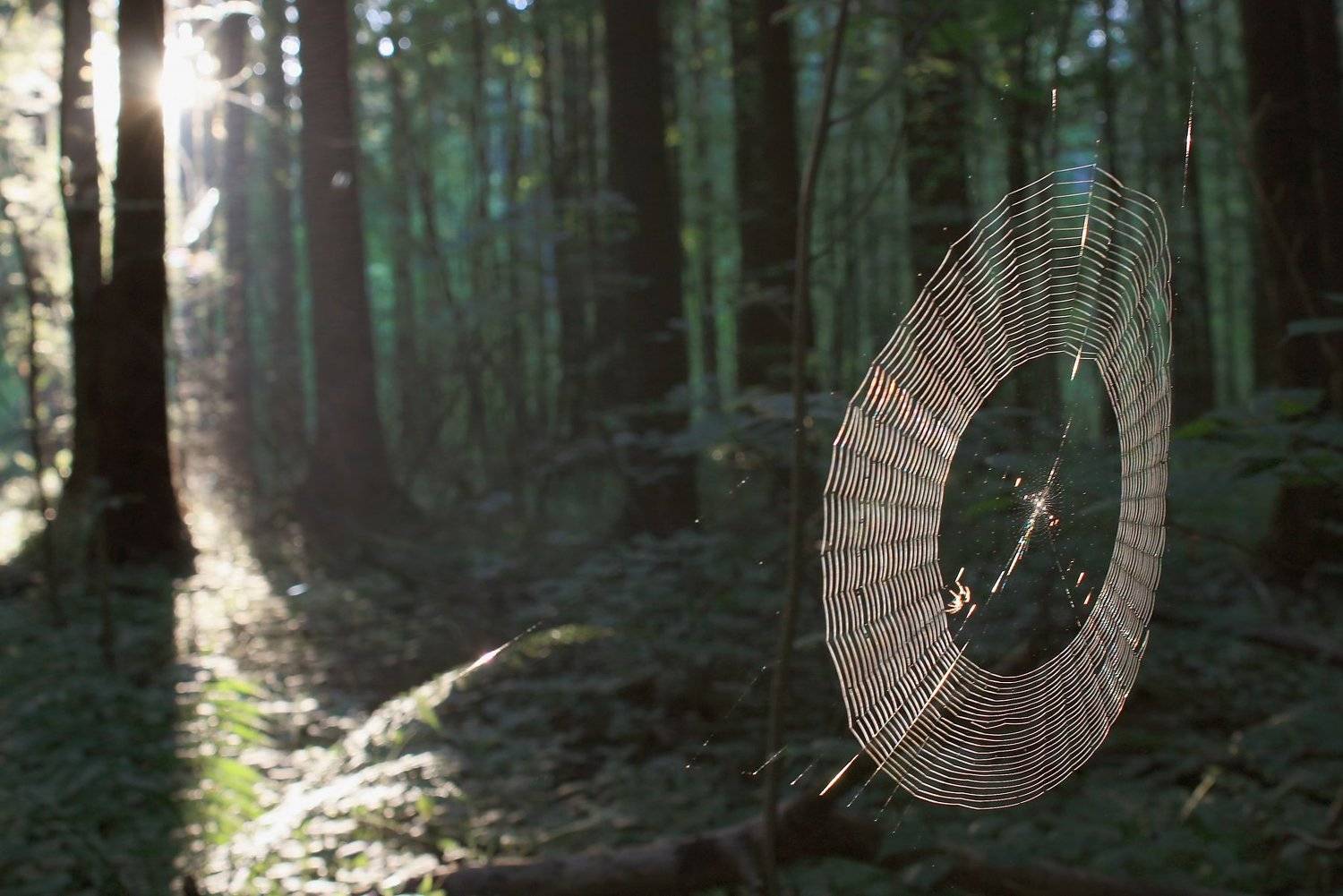 лес, паутинка, Свистков Александр
