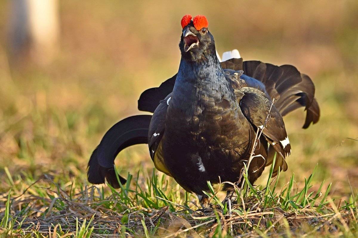 В поисках ЛЮБВИ!. Автор: Александр Маркелов в поисках, Александр Маркелов
