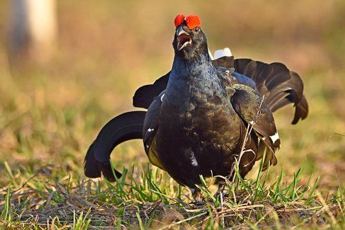 В поисках ЛЮБВИ!
