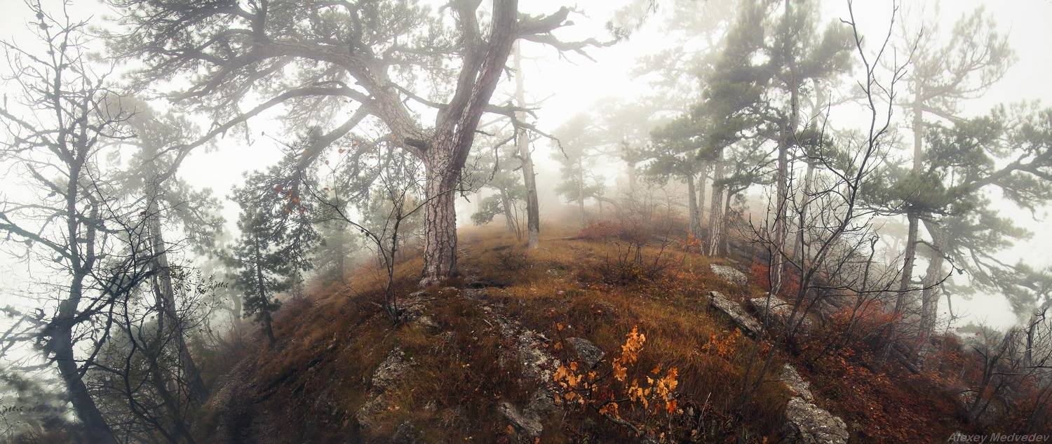 крым, горы, туман, мистика, облако, яйла, ай-петри, лес, Алексей Медведев