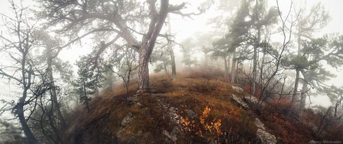 Лес Ай-Петринский